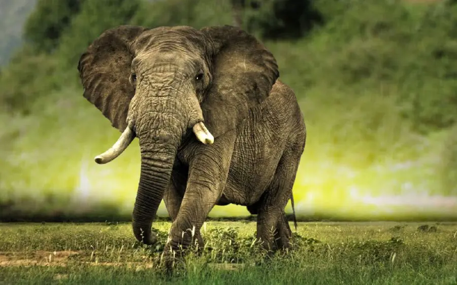 Attractive photo of African elephant running away