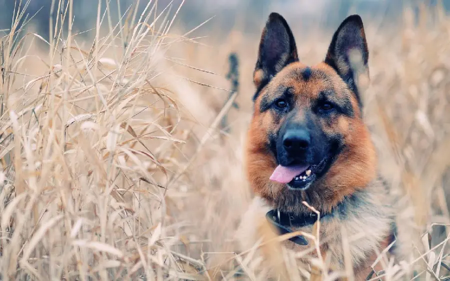 Funny Backgrounds of the Old German Shepherd Dog